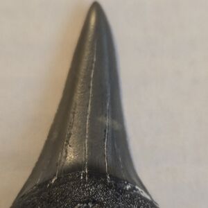 Black Mako Shark Tooth